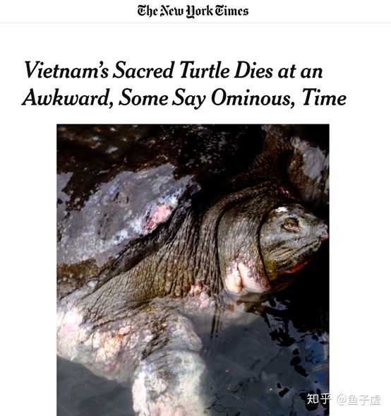 大新AOA体育·(中国)官方网站闻越南斑鳖现身已知活体仅有四只