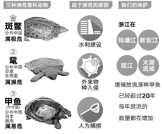 大新AOA体育·(中国)官方网站闻越南斑鳖现身已知活体仅有四只